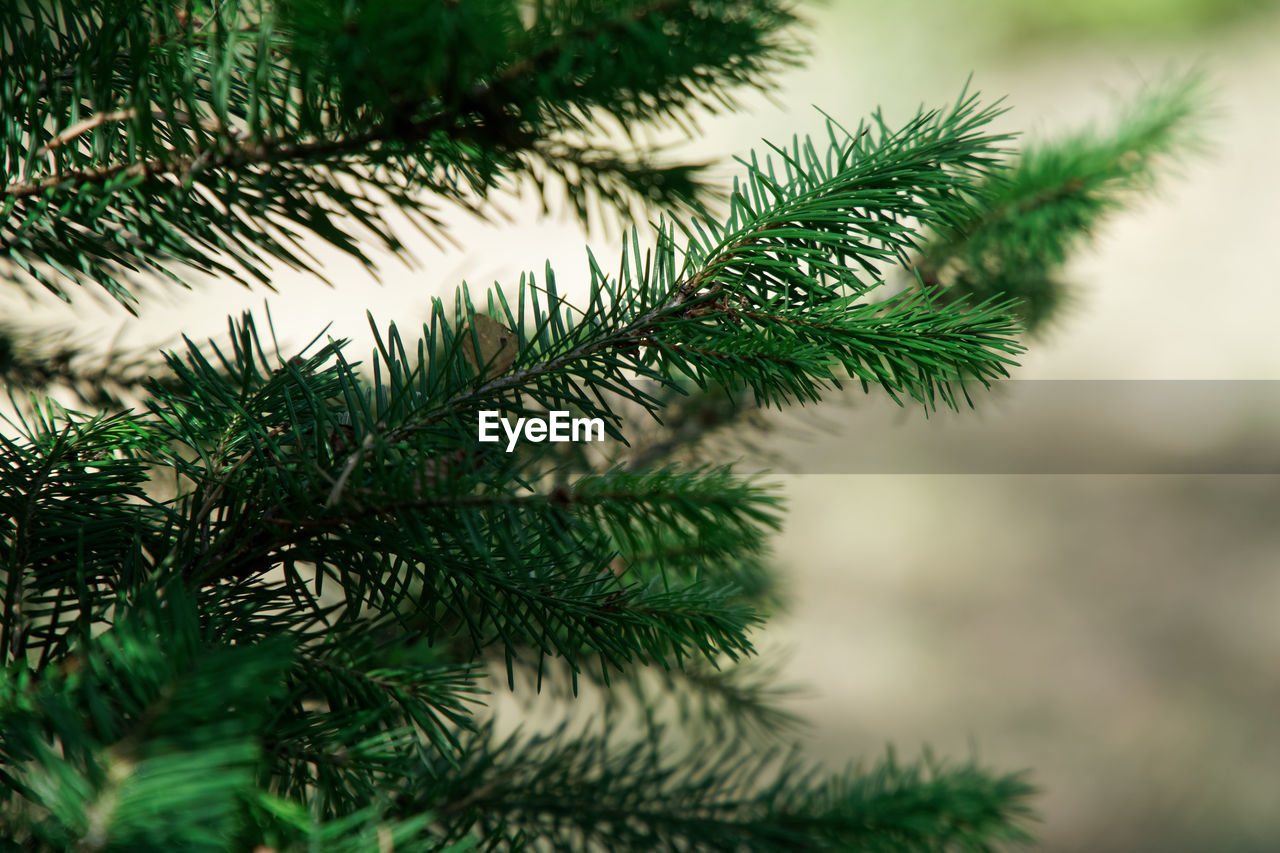 Close-up of pine branches with green needls.