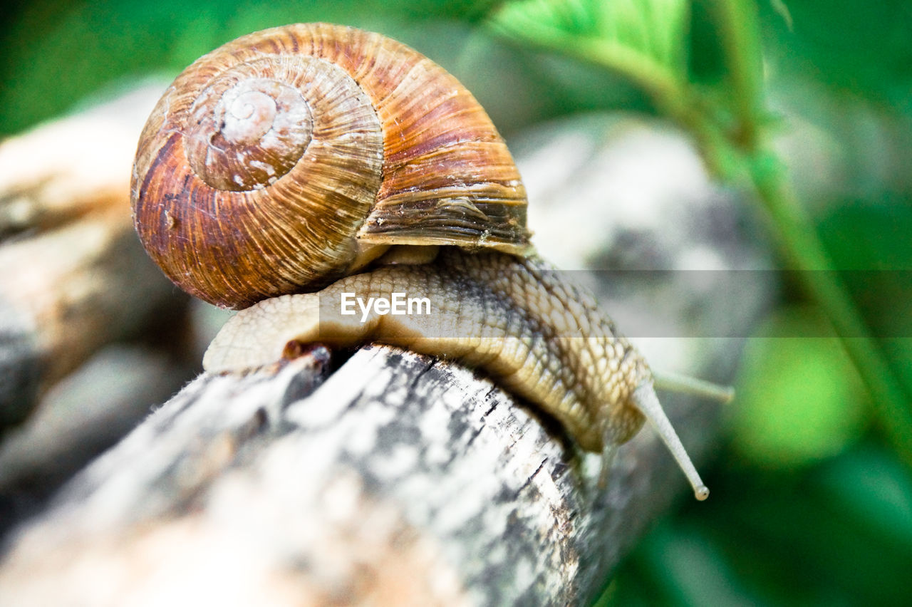 Close-up of snail on log