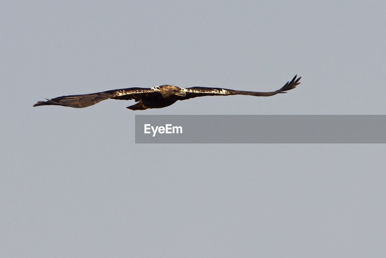 CLOSE-UP OF A BIRD FLYING OVER THE SKY