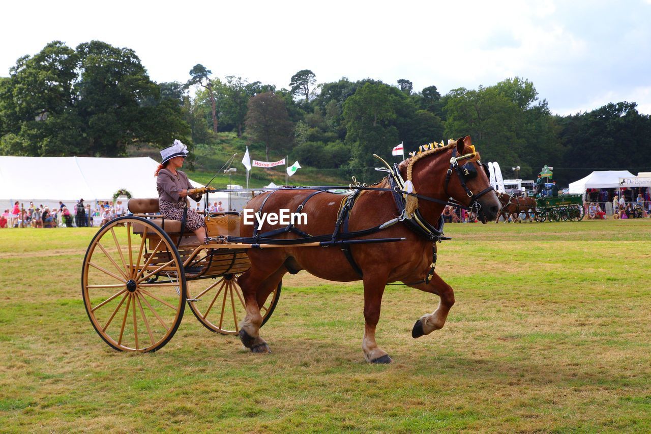 HORSE CART IN A FARM