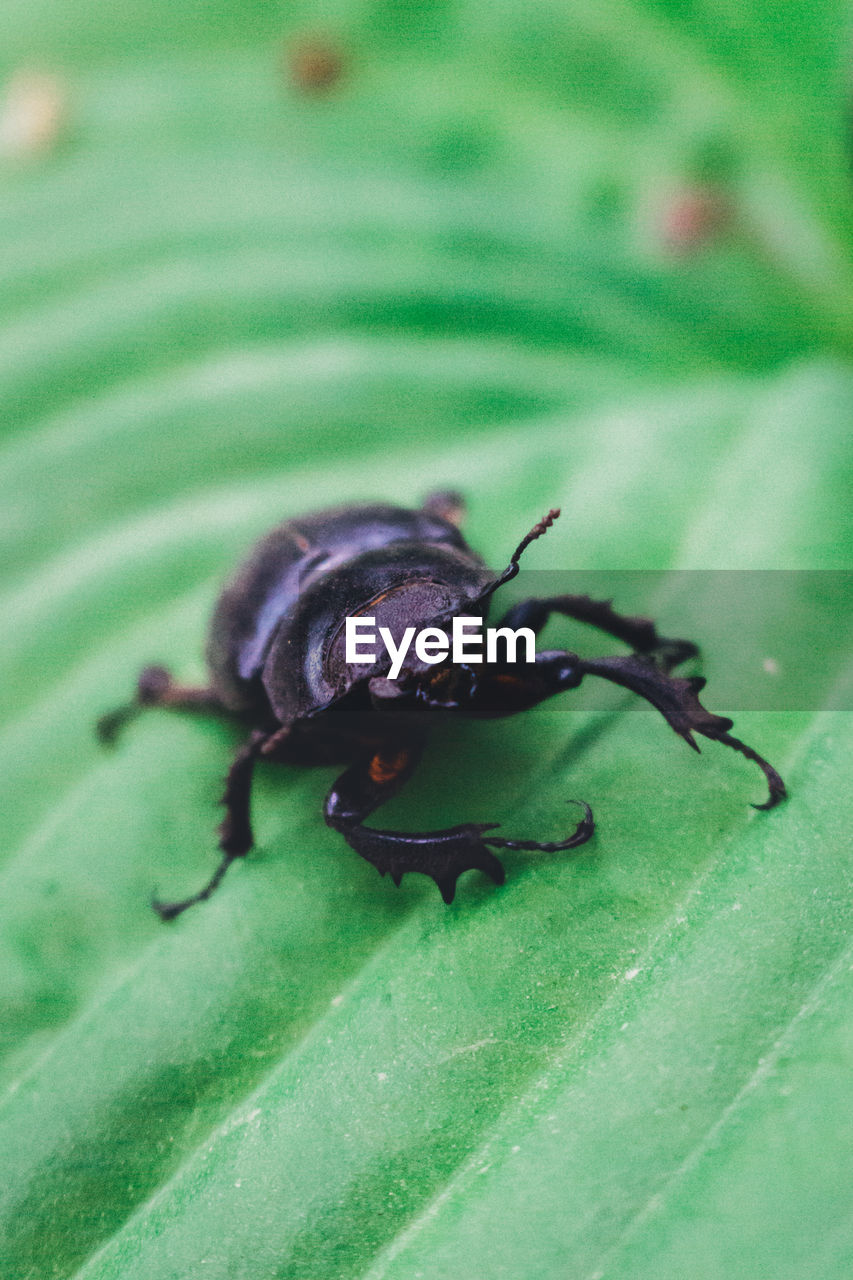 CLOSE-UP OF INSECT ON GREEN LEAF