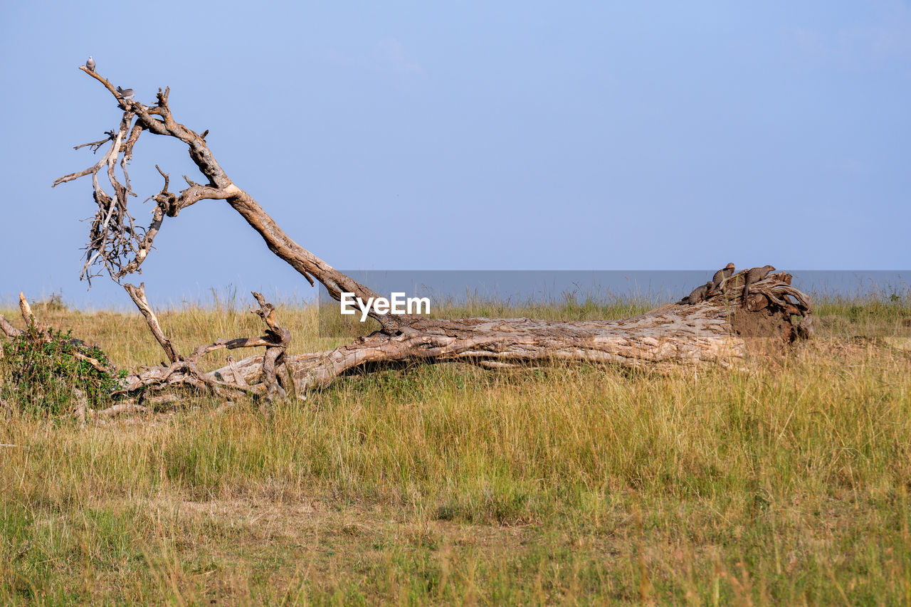 Banded mongooses perched on a tree stump in the maasai mara