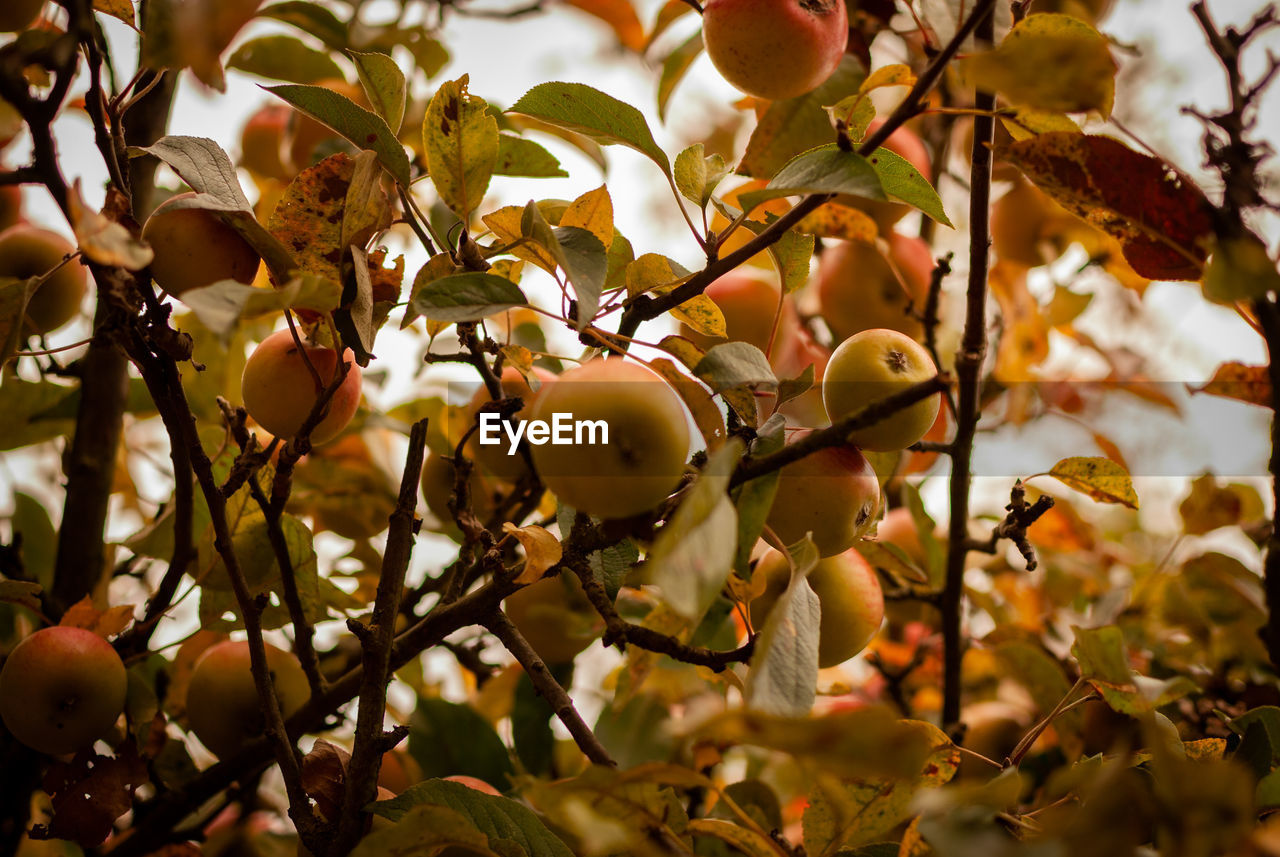 LOW ANGLE VIEW OF ORANGES GROWING ON TREE