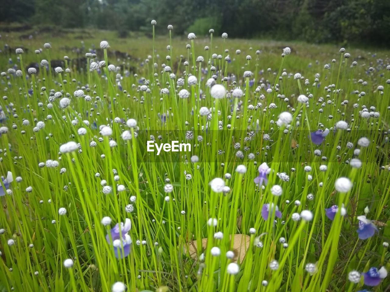 Close-up of fresh white flowers in field