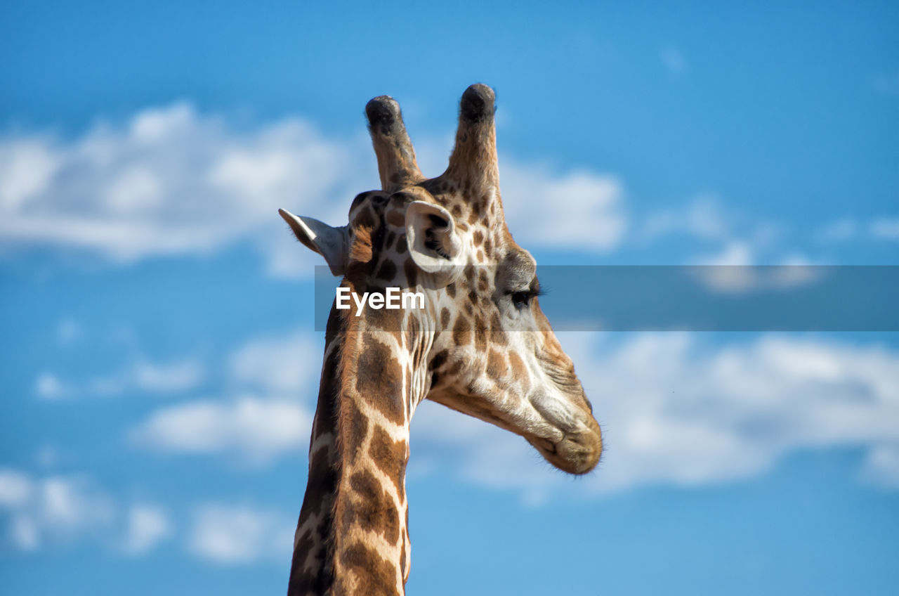 Low angle view of giraffe