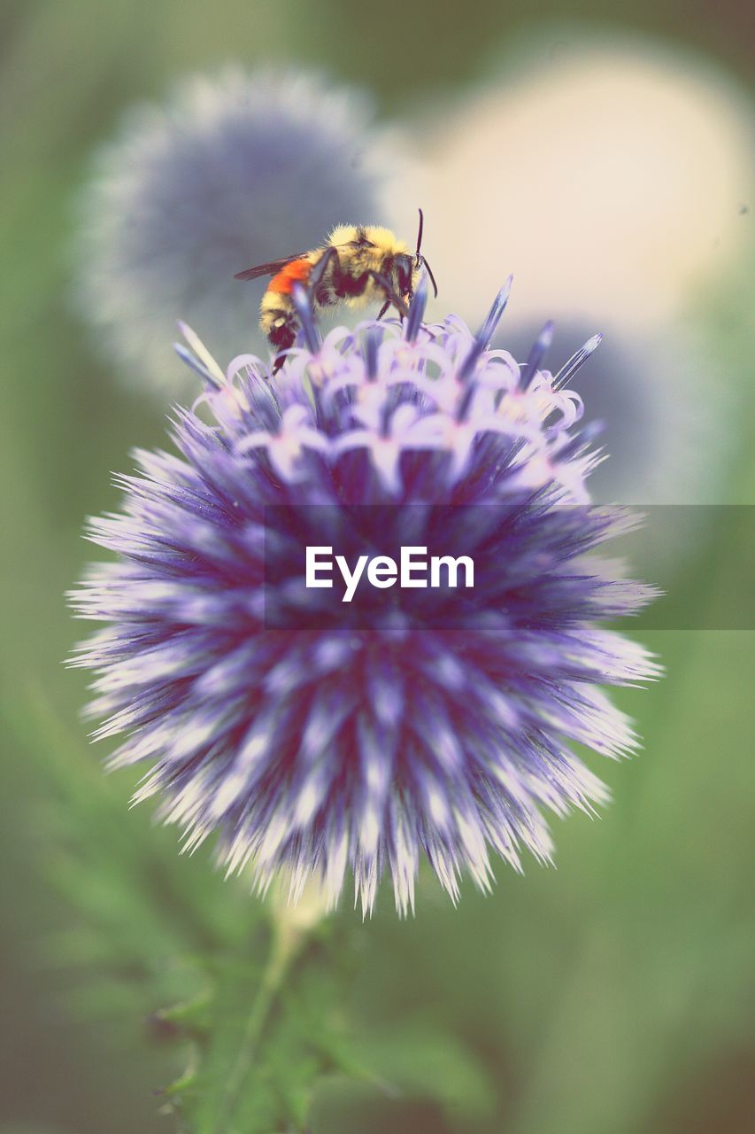Close-up of bee pollinating on globe thistle