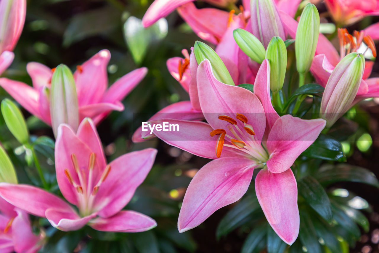 CLOSE-UP OF PINK LILY BLOOMING OUTDOORS