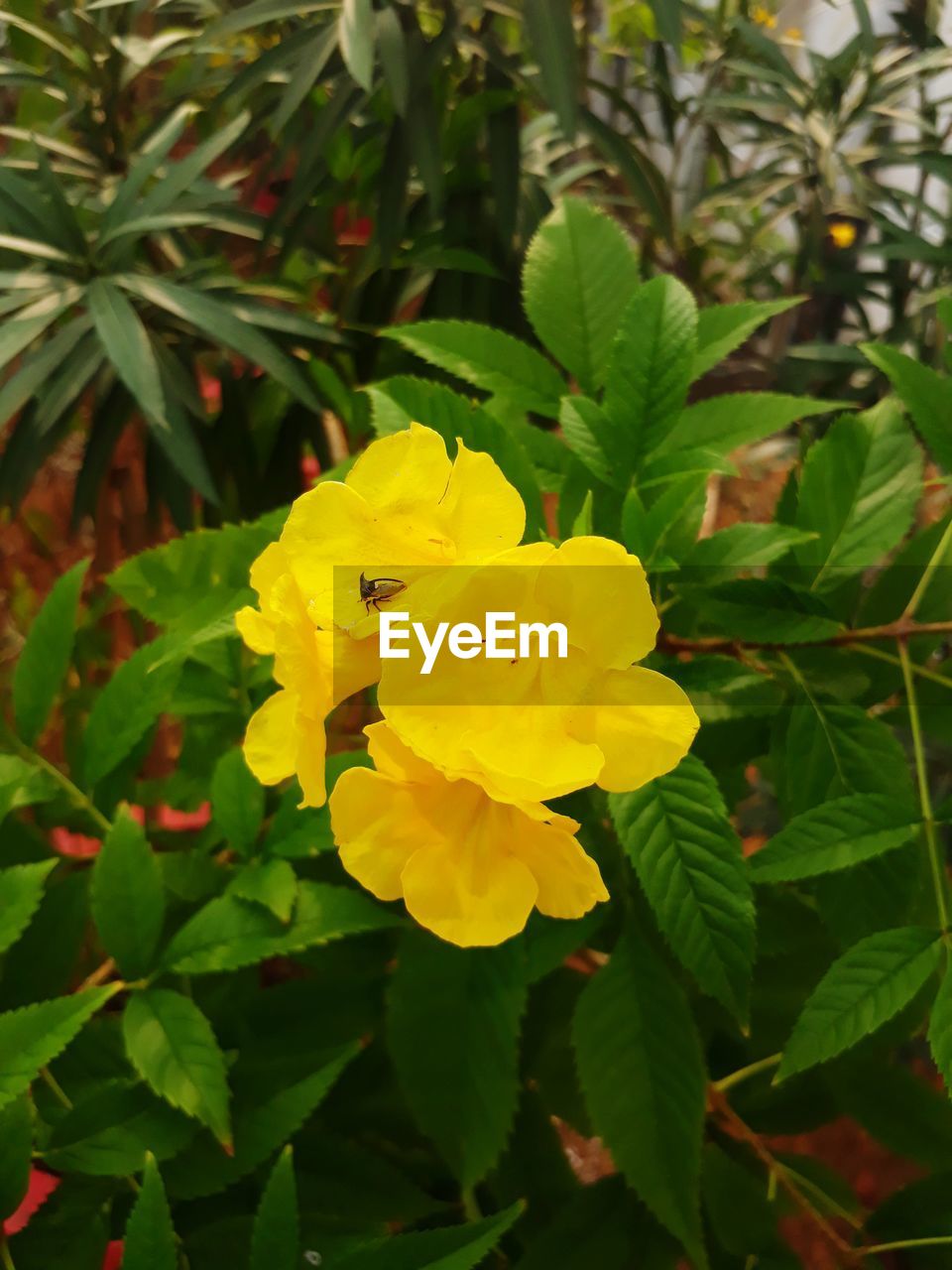 CLOSE-UP OF YELLOW FLOWER