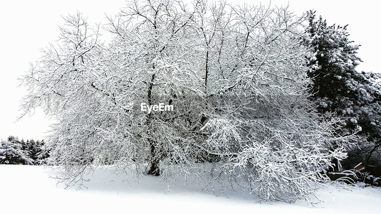 LOW ANGLE VIEW OF TREES