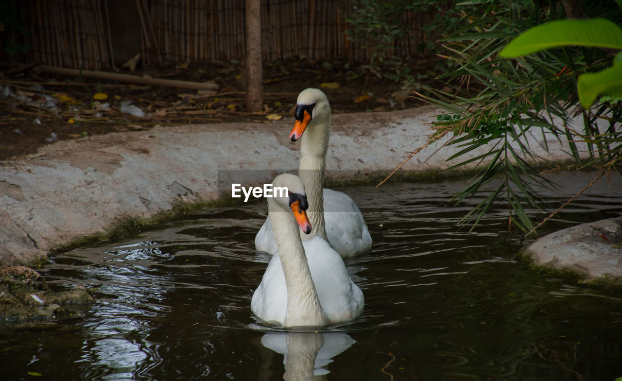 SWANS SWIMMING ON LAKE