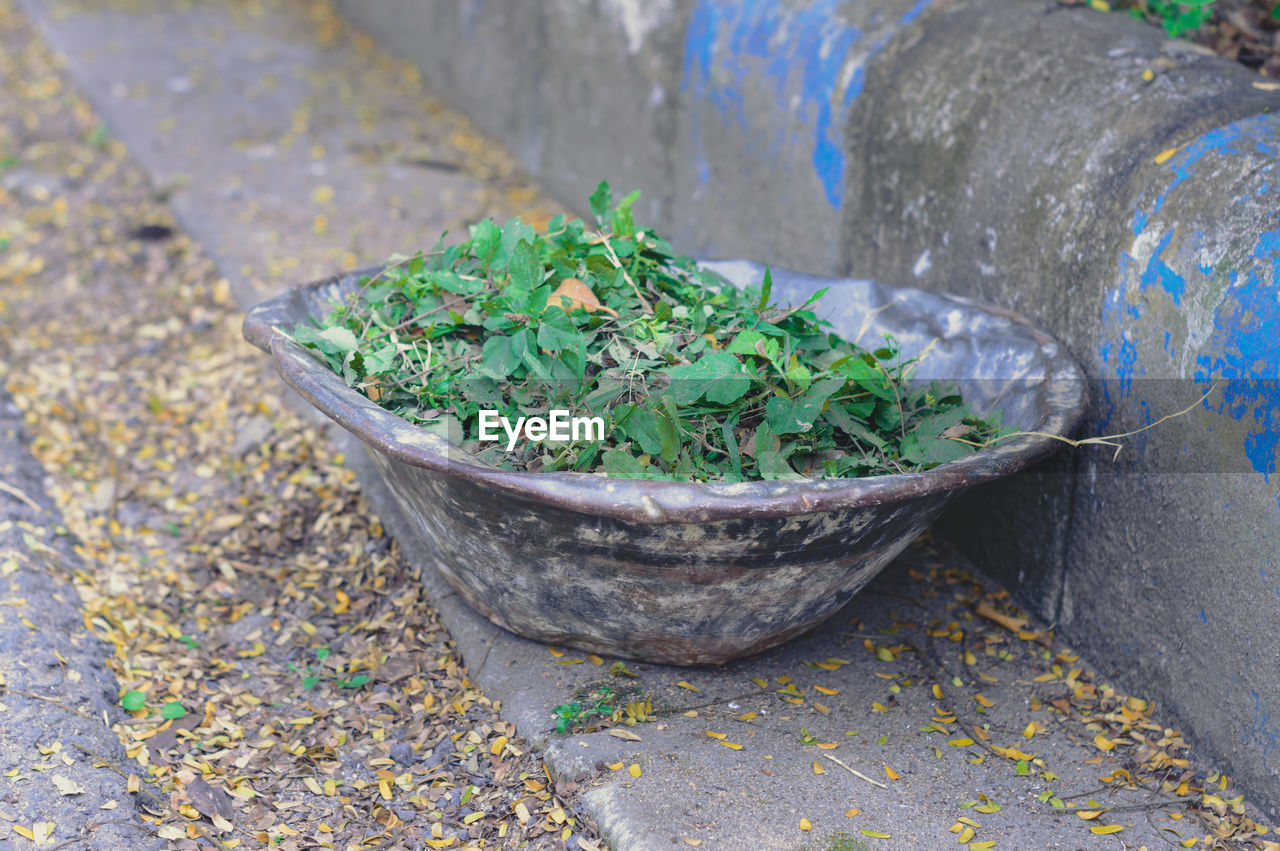 leaf, soil, green, plant, no people, high angle view, nature, grass, day, flower, plant part, outdoors, garden, growth, container, close-up, food and drink, herb