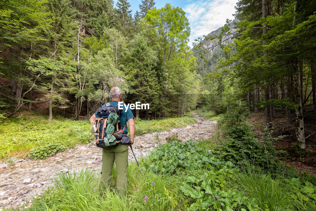 Rear view of male hiker standing in forest