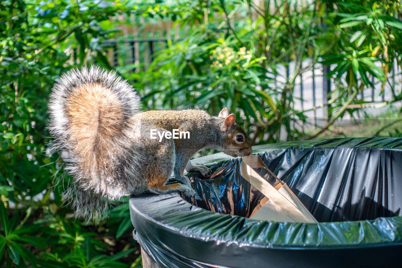 SIDE VIEW OF SQUIRREL ON PLANT
