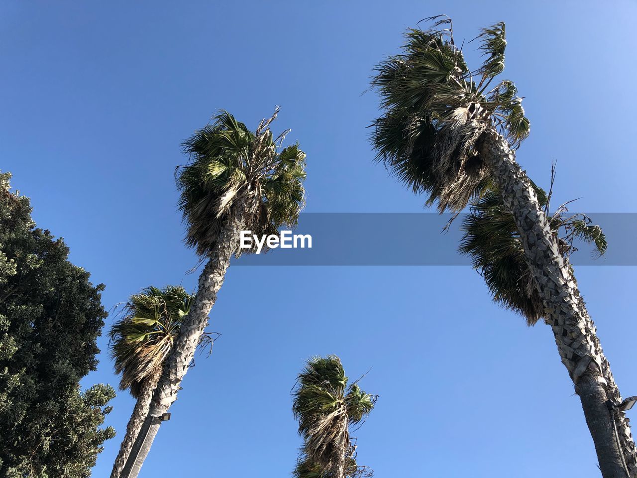 Palms and blue sky 