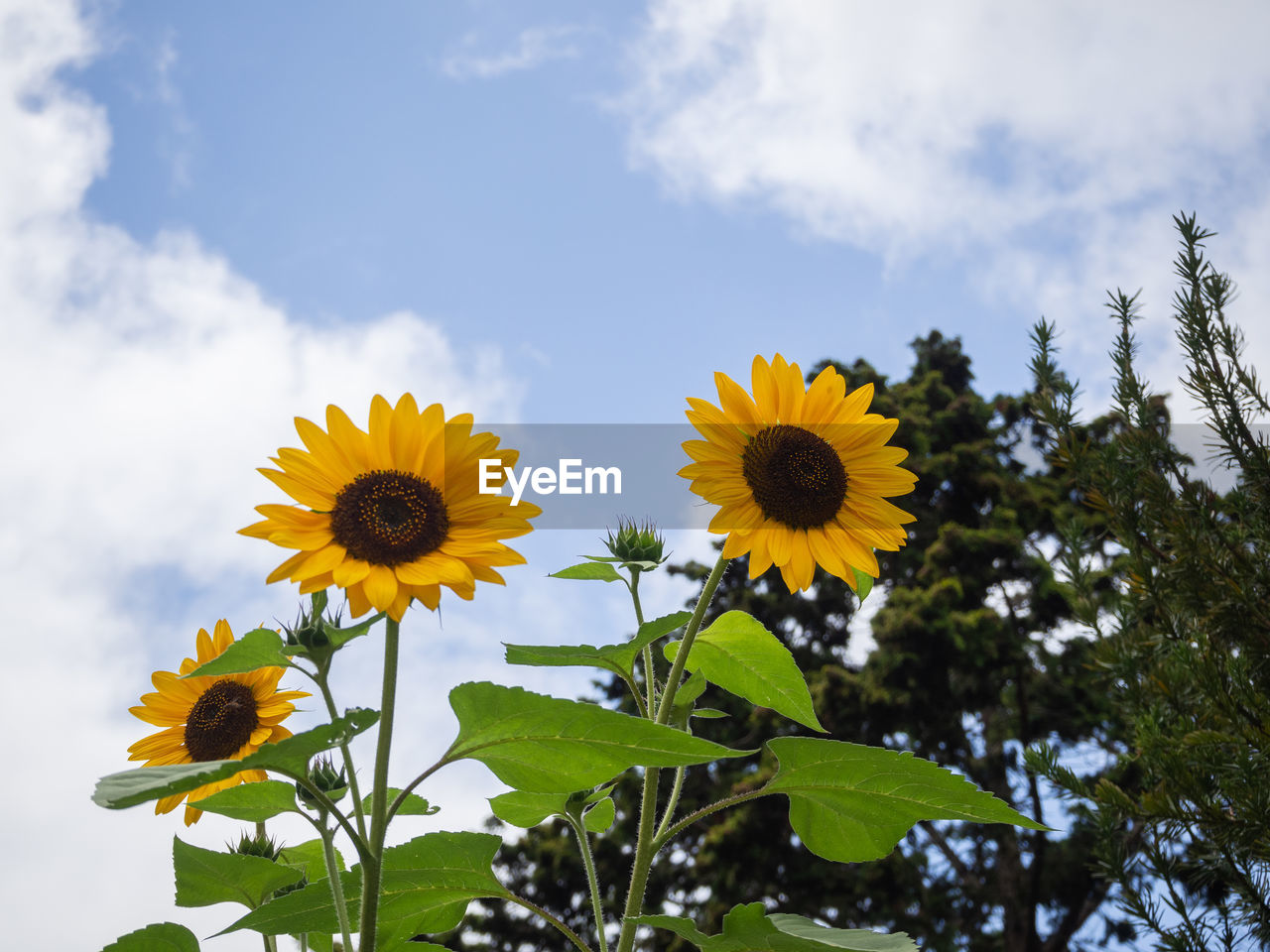 LOW ANGLE VIEW OF SUNFLOWER ON PLANT AGAINST SKY