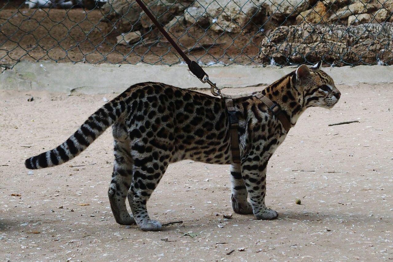 one animal, animals in the wild, mammal, animal themes, zoo, animal wildlife, animal markings, safari animals, day, standing, feline, outdoors, leopard, no people, cheetah