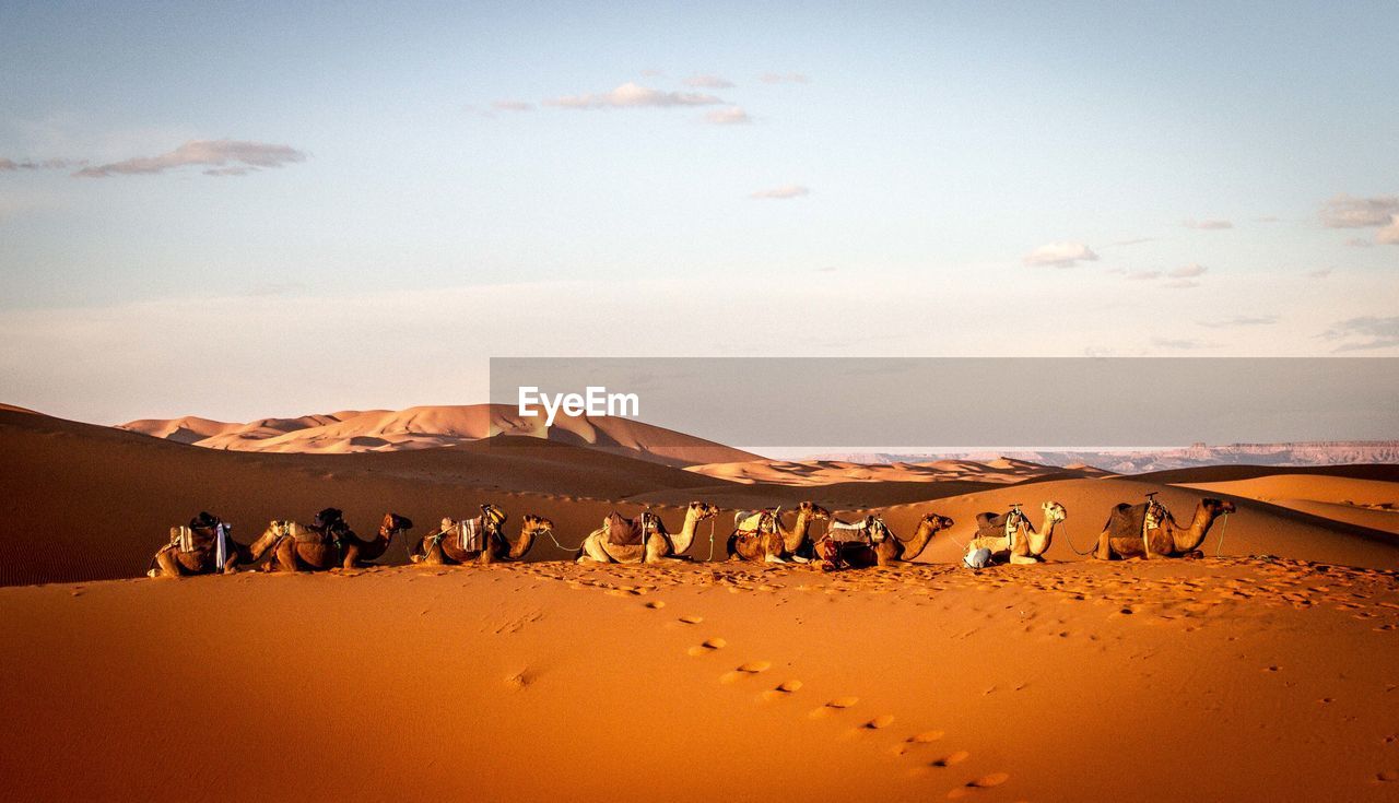 Camels sitting on sahara desert against sky