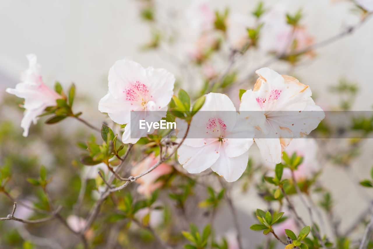 Close-up of pink cherry blossoms