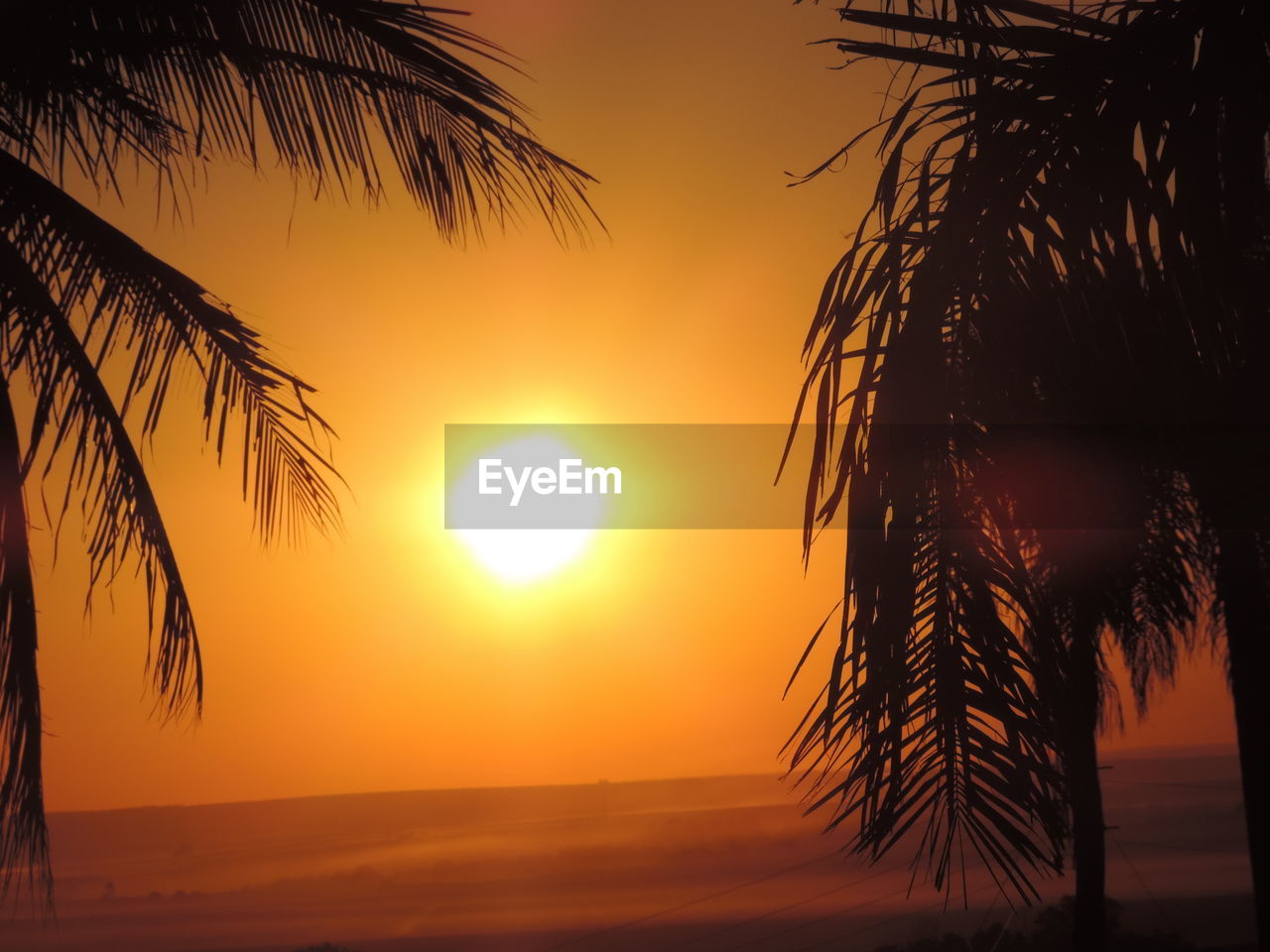 PALM TREE ON BEACH AGAINST SKY DURING SUNSET