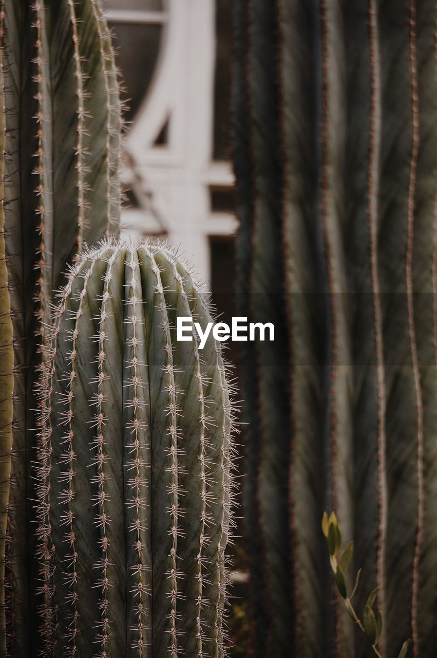 Close-up of cactus plant