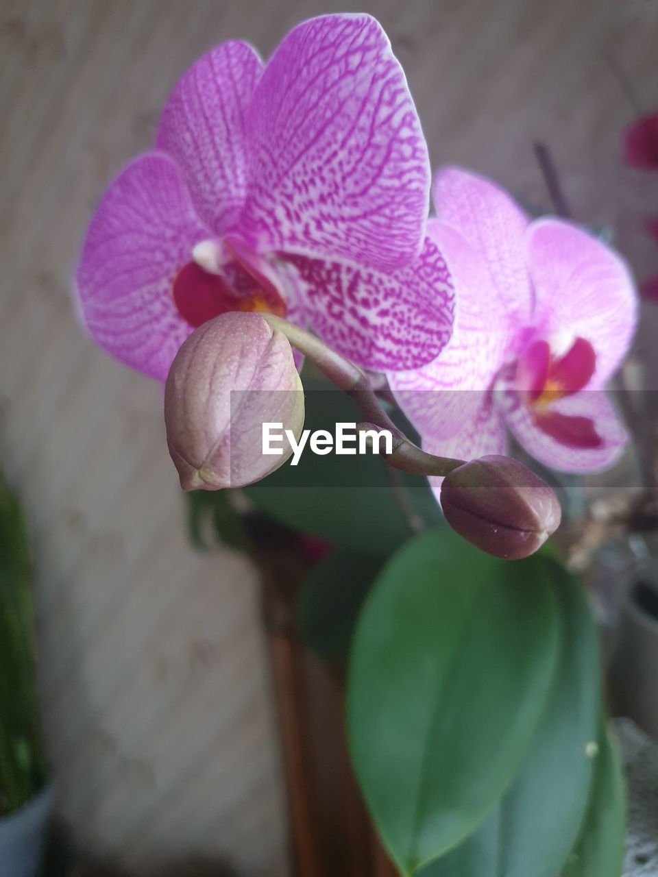 CLOSE-UP OF PURPLE ORCHID