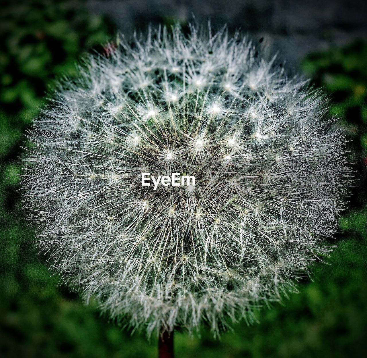 CLOSE-UP OF DANDELION FLOWERS