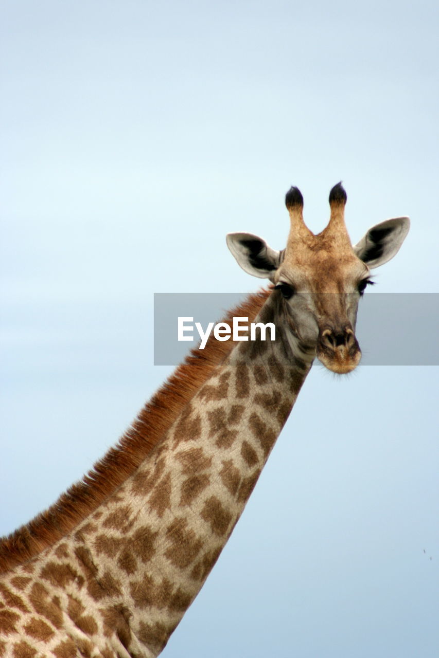 Giraffe against clear sky