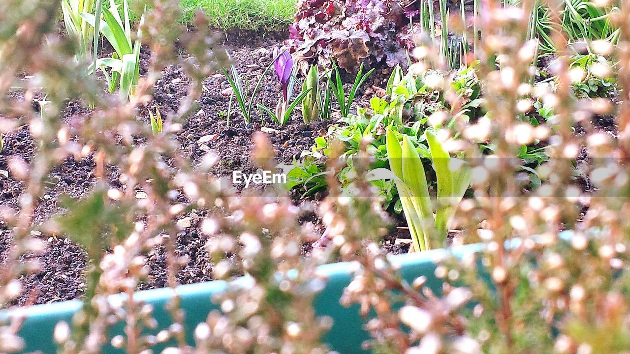 CLOSE-UP OF PLANTS