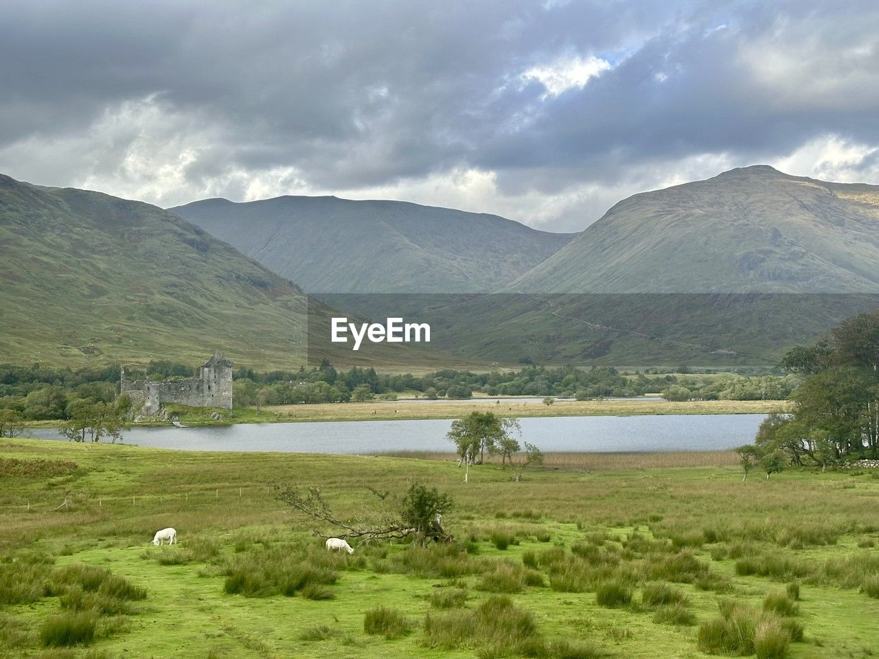 highland, mountain, lake, environment, landscape, scenics - nature, water, plant, cloud, land, beauty in nature, mountain range, nature, sky, grass, no people, wilderness, plateau, tree, tranquility, pasture, tranquil scene, valley, reservoir, grassland, rural scene, green, travel destinations, rural area, travel, non-urban scene, meadow, field, lake district, day, animal, outdoors, plain, animal wildlife, tourism, animal themes, overcast, agriculture, forest, livestock, remote, idyllic