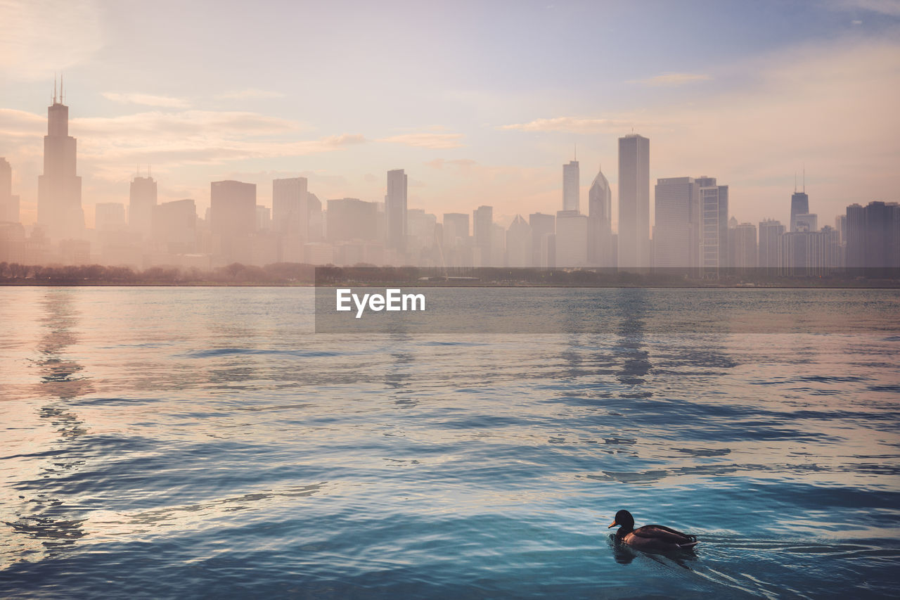 Duck swimming in sea by buildings against sky in city