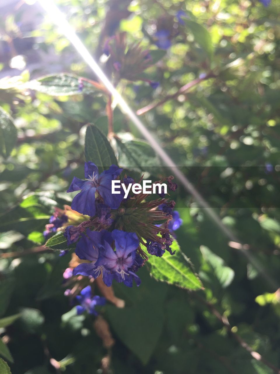 CLOSE-UP OF PURPLE FLOWER BLOOMING