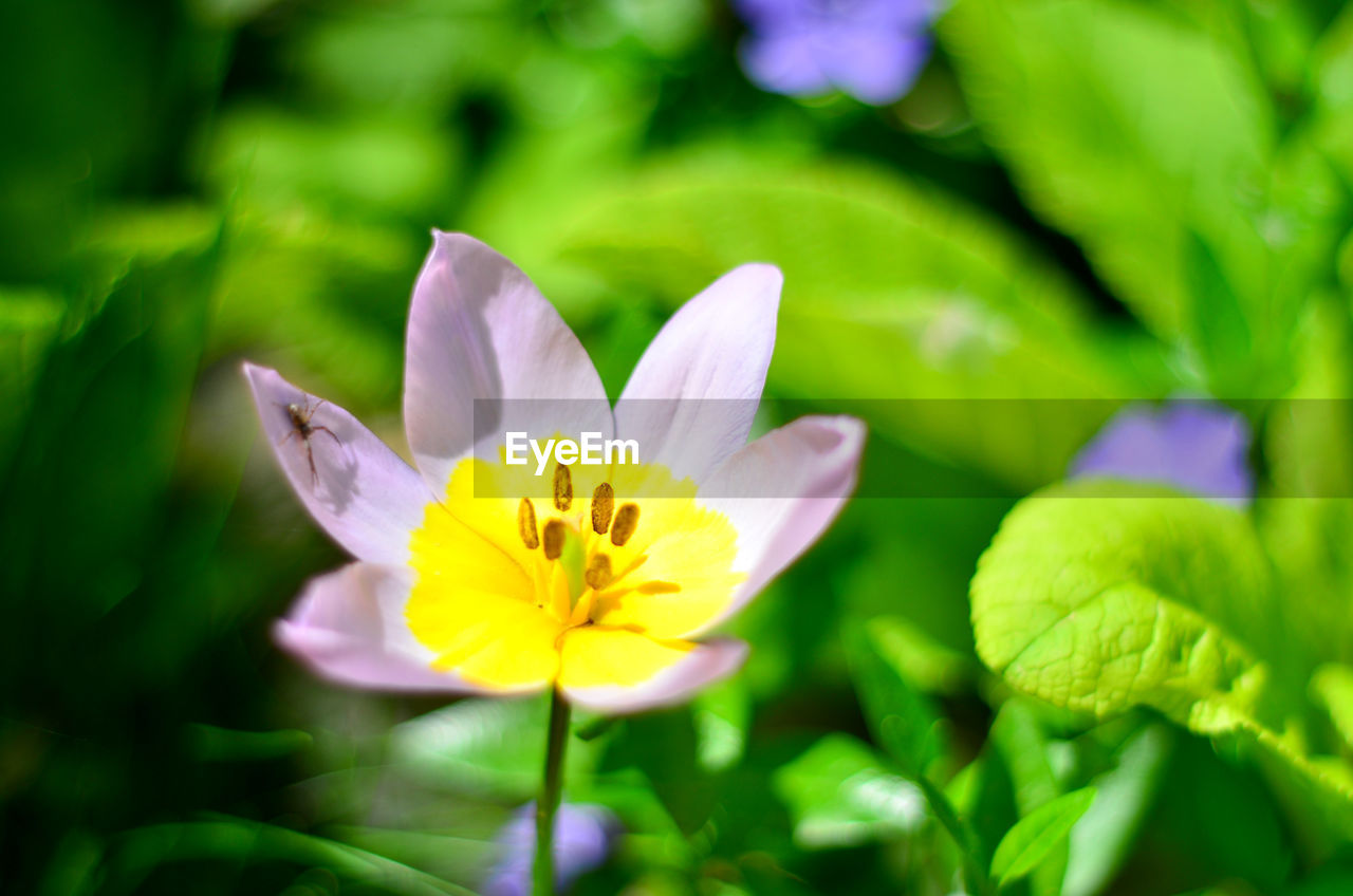 CLOSE-UP OF YELLOW FLOWERING PLANT