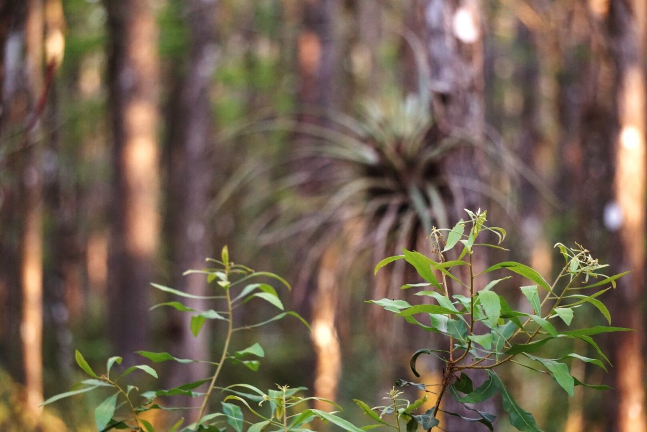 CLOSE-UP OF FRESH GREEN PLANT