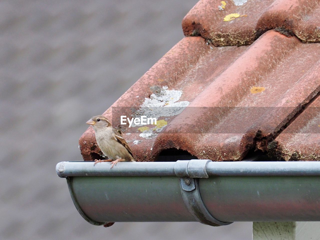 Close-up of bird on rusty pipe