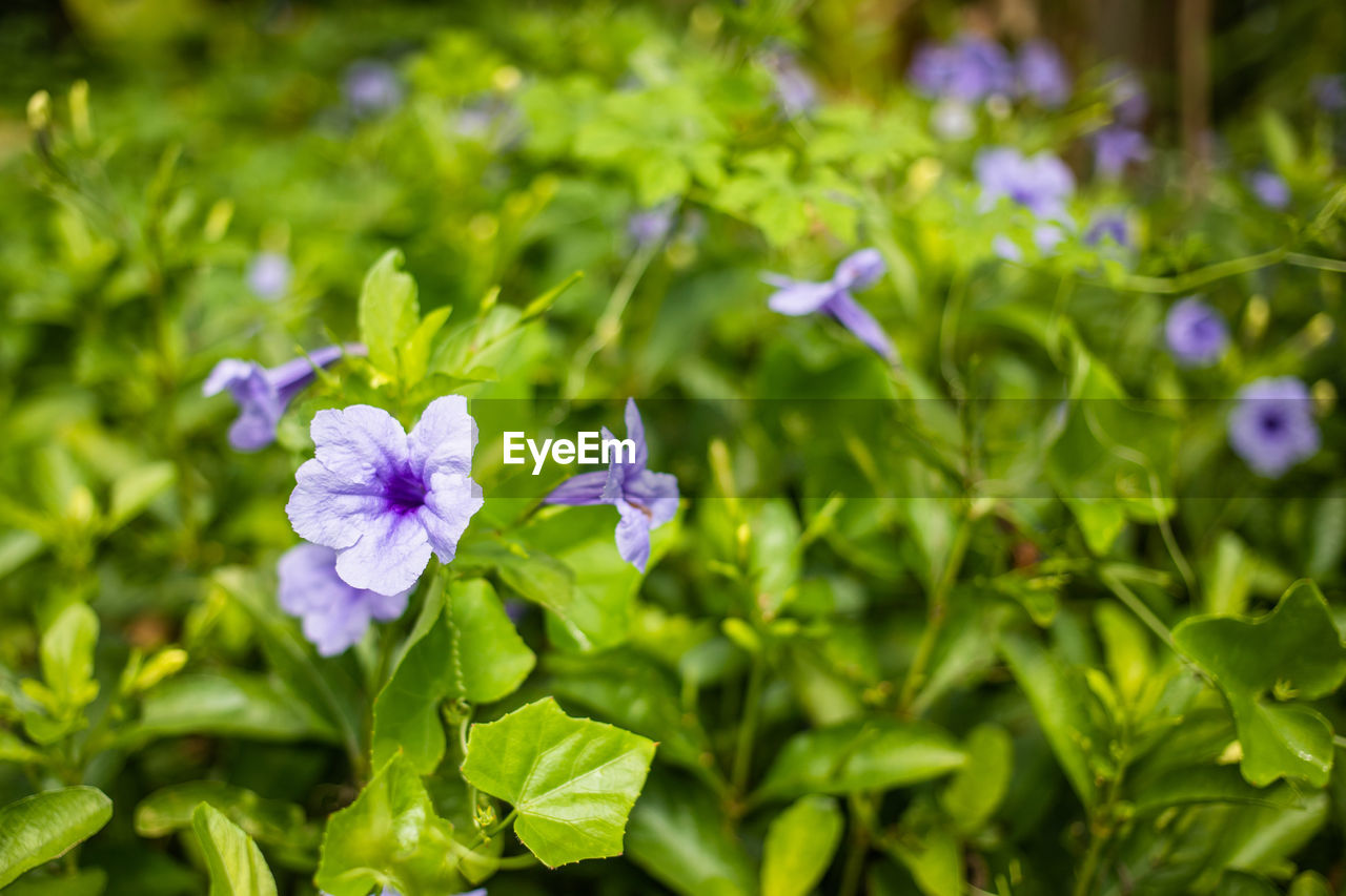 CLOSE-UP VIEW OF PURPLE FLOWERING PLANT