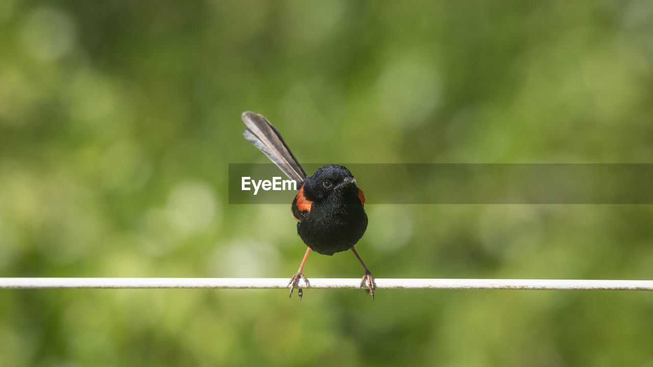 CLOSE-UP OF BIRD PERCHING ON A LEAF