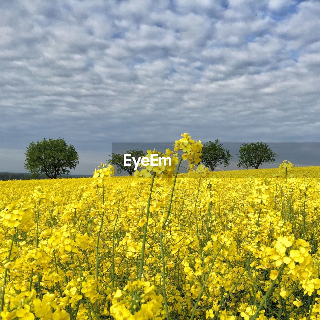 Meadow with yellow flowers under cloudy sky