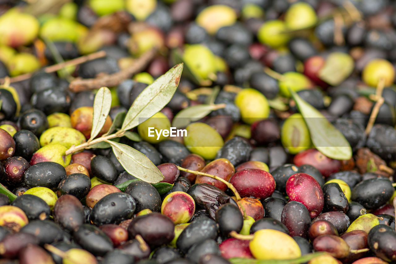 Green and black ripe olives ready to be processed at the mill to get the olive oil, close up