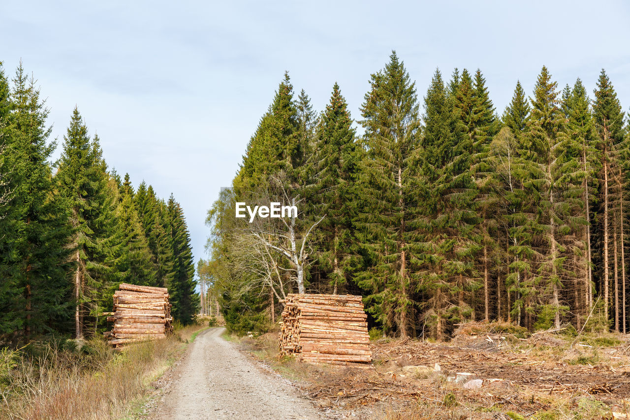 Timber at a dirt road at a clearcutting