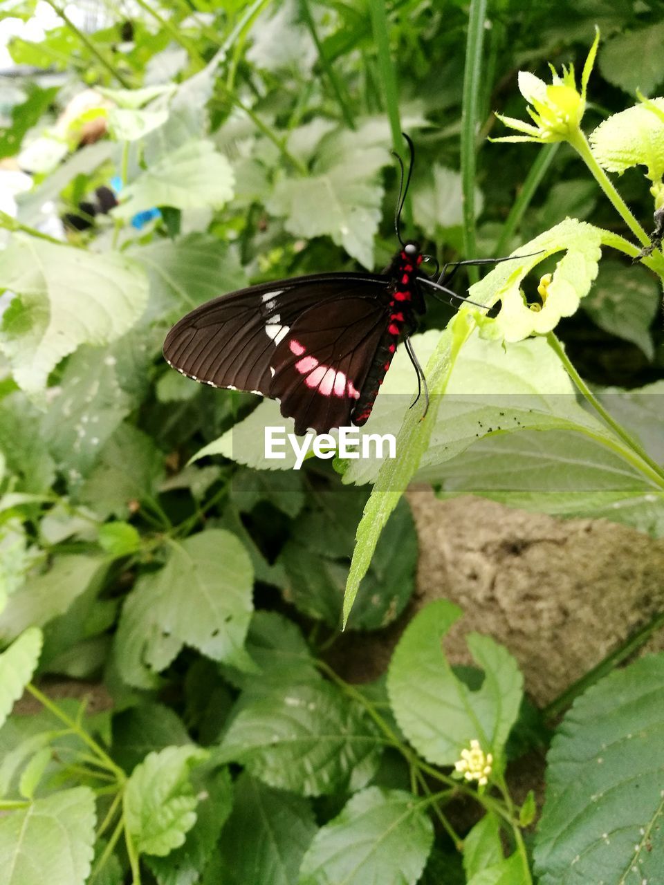 BUTTERFLY PERCHING ON PLANT