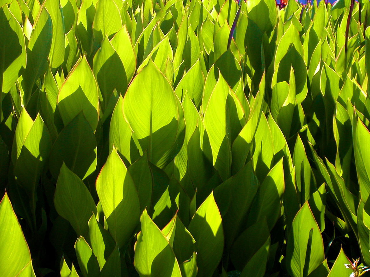 CLOSE-UP OF GREEN PLANTS