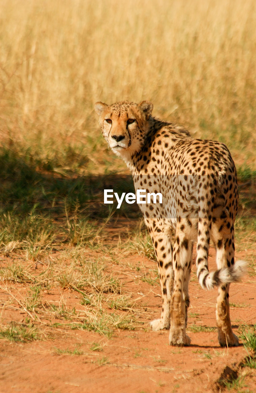 Cheetah in masai mara national reserve