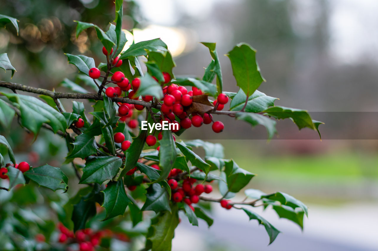 CLOSE-UP OF CHERRIES GROWING ON TREE