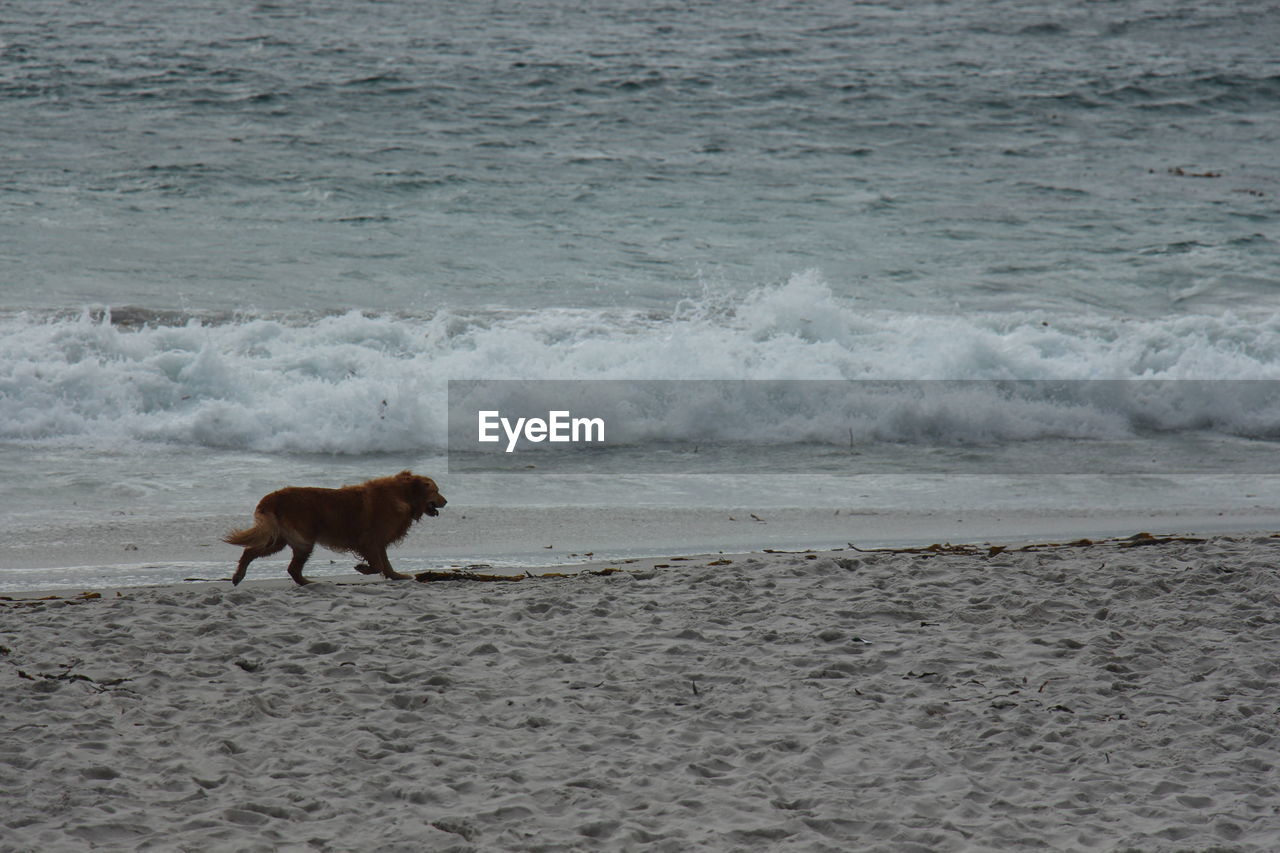 DOG RUNNING IN THE SEA