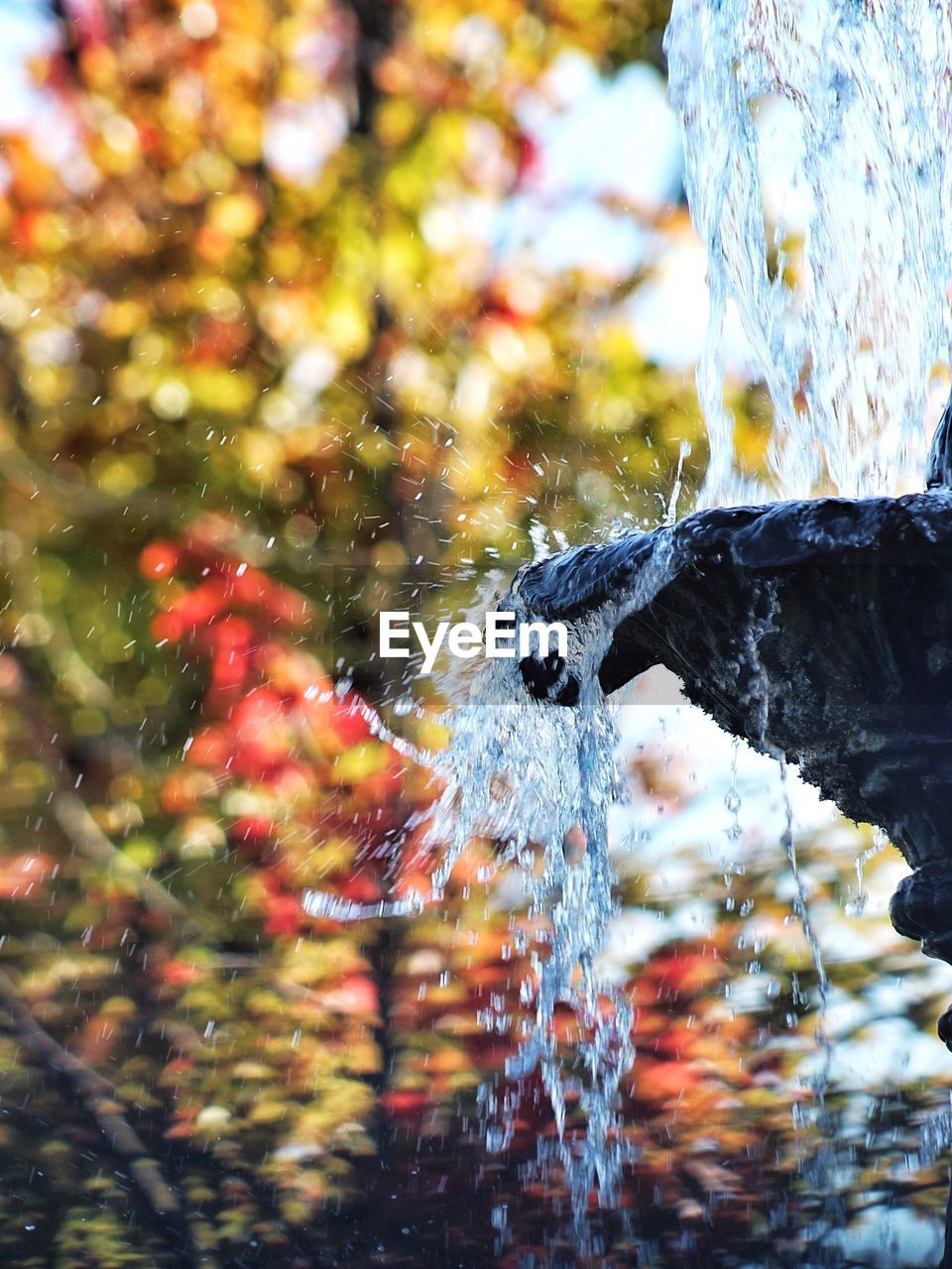 Close-up of water drop falling from tree