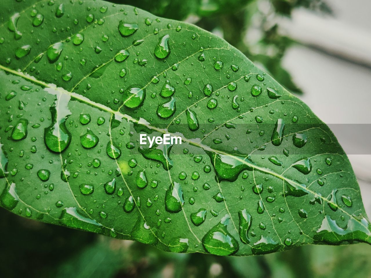 drop, green, wet, water, leaf, plant part, plant, nature, rain, close-up, macro photography, growth, beauty in nature, raindrop, no people, plant stem, dew, flower, leaf vein, freshness, outdoors, focus on foreground, day, environment, moisture, monsoon, rainy season, fragility, botany