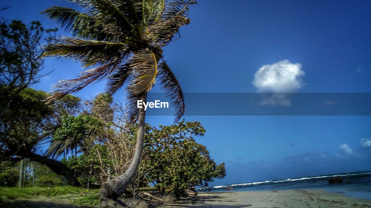 COCONUT PALM TREE BY SEA AGAINST SKY