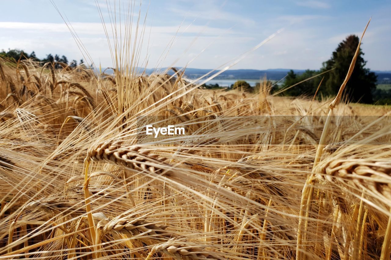 Close-up of wheat growing on field against sky