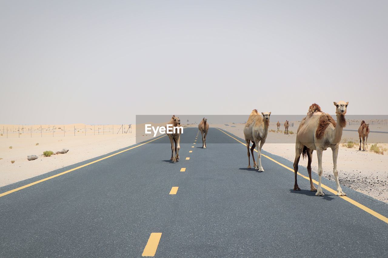 Group of people walking on road against clear sky