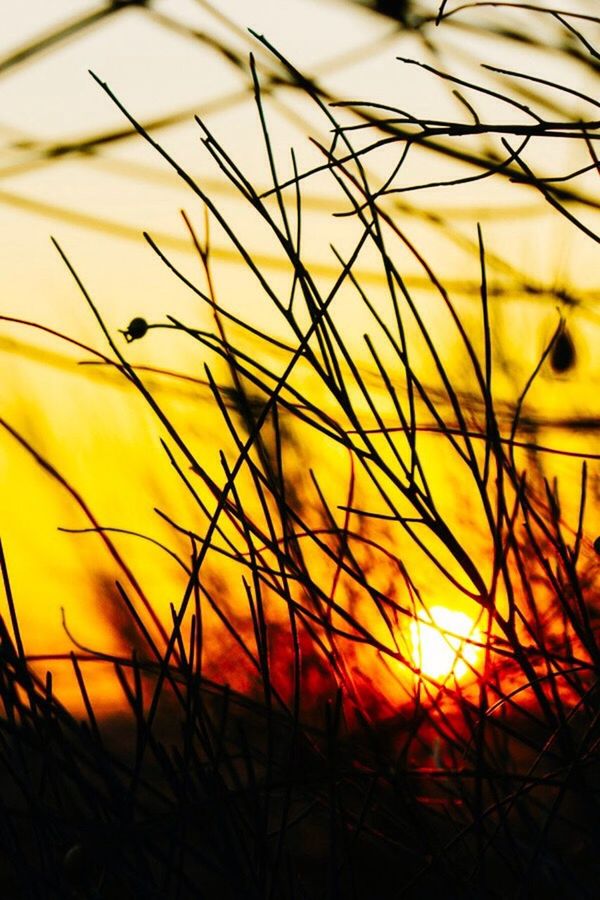 SUN SHINING THROUGH TREES